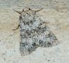 Hecatera dysodea